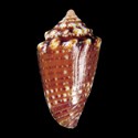 To Conchology (Jaspidiconus schirrmeisteri)