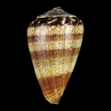 To Conchology (Conus cagarralensis)