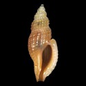 To Conchology (Daphnellopsis lamellosa)