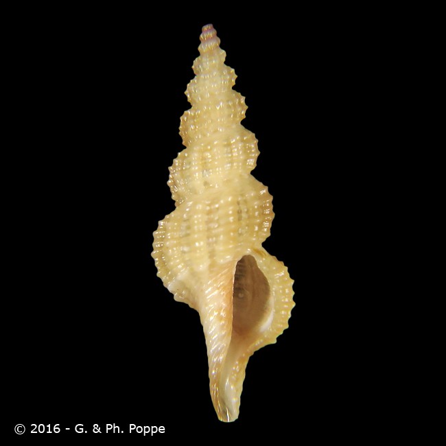 Veprecula species 004