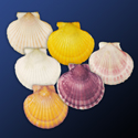 To Conchology (Aequipecten opercularis SET)