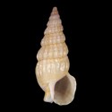 To Conchology (Ataxocerithium serotinum)