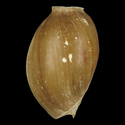 To Conchology (Cymbium senegalensis)