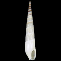 To Conchology (Hastula cuspidata ALBINO)