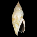 To Conchology (Tridentarius dentatus GIANT)