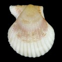 To Conchology (Mimachlamys cloacata ALBINISTIC)