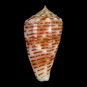 To Conchology (Phasmoconus cebuensis SET)