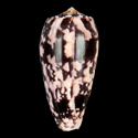 To Conchology (Pionoconus striatus striatus SET)