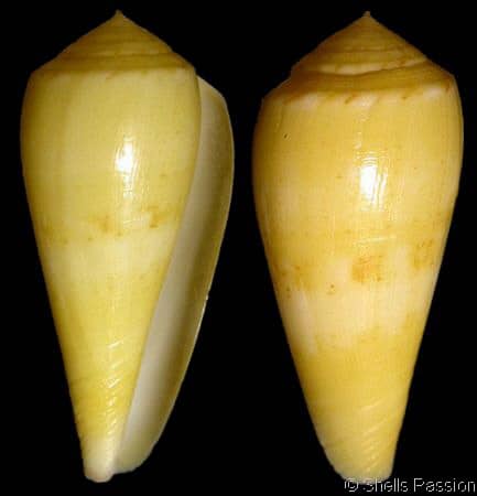 Conus (Afonsoconus) kinoshitai tamikoae (var.) - Gastropods Conus (Afonsoconus) kinoshitai tamikoae (var.) - Gastropods