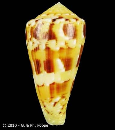 Conus (Afonsoconus) kinoshitai tamikoae (var.) - Gastropods Conus (Afonsoconus) kinoshitai tamikoae (var.) - Gastropods