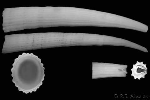 Dentalium Dentalium