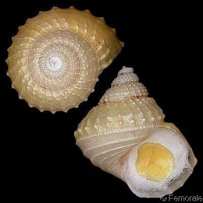 Cidarina cidaris - Gastropods by Eddie Hardy Cidarina cidaris - Gastropods by Eddie Hardy