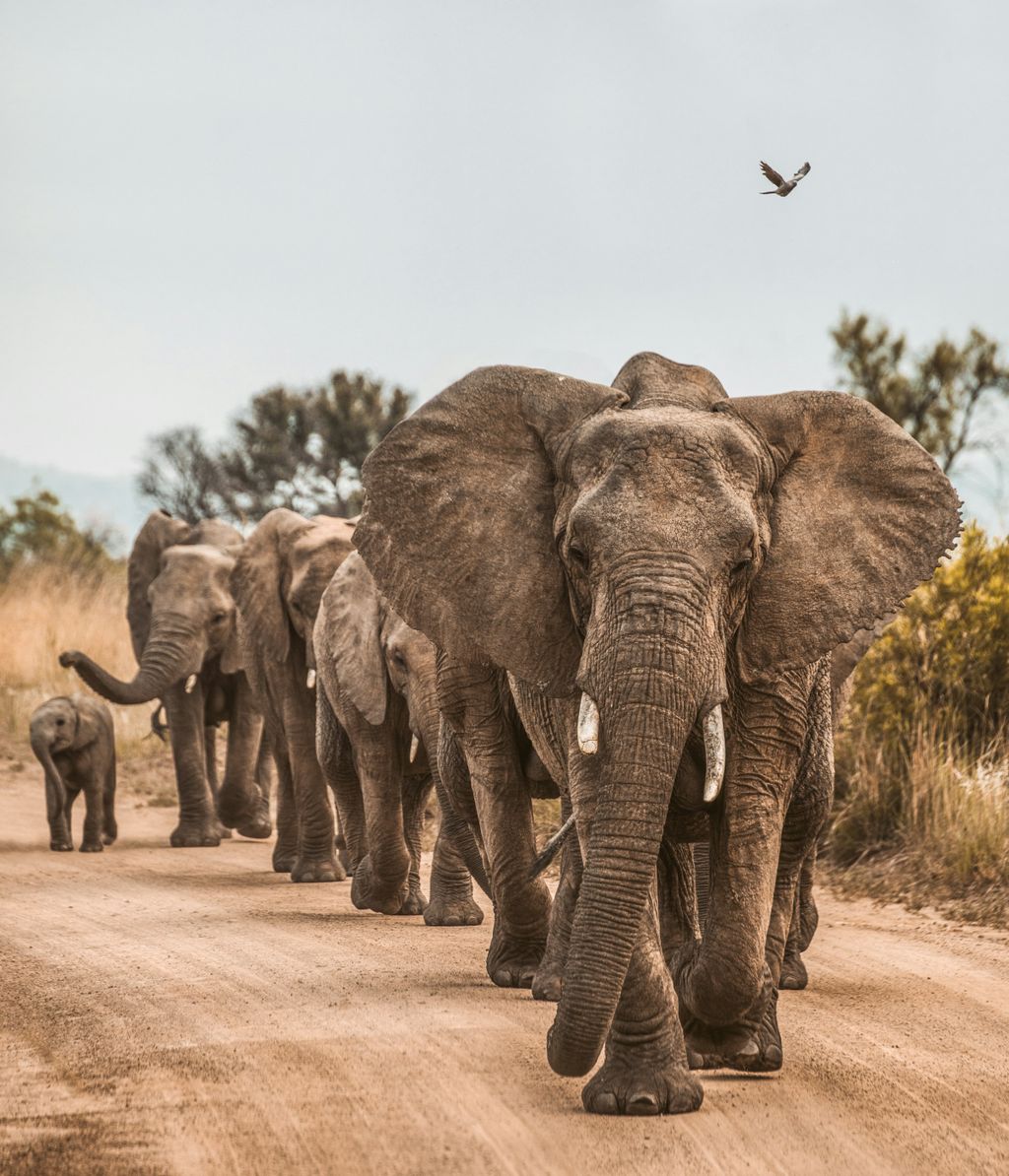 African Safari