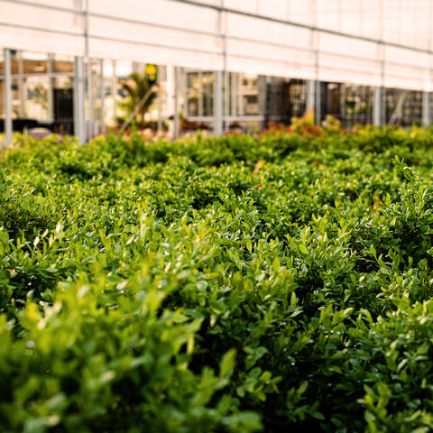 Nursery Plant Finder | Connon Nurseries