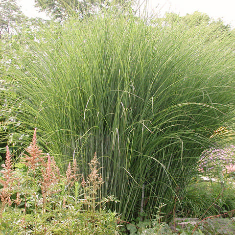 Nursery Plant Finder | Connon Nurseries