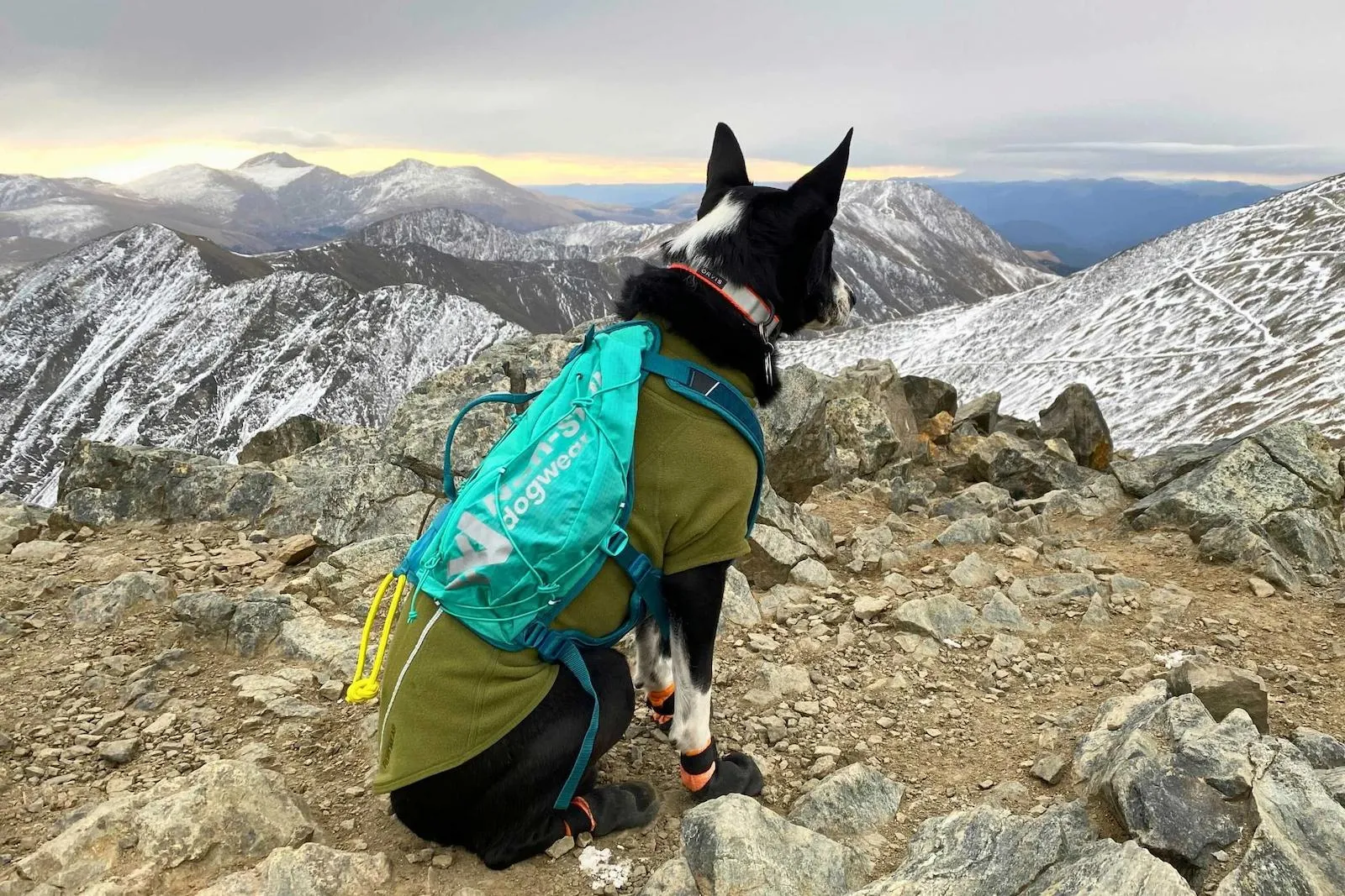 Durable dog carrier backpack in a rugged outdoor setting, showcasing weather-resistant materials