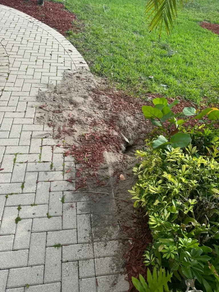 Expert Iguana Removal and Humane Trapping in South Florida