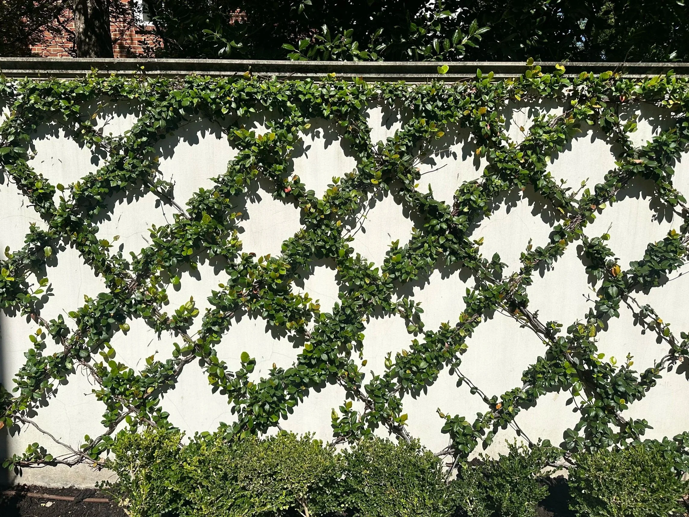 Luxury Landscaping Services in Richardson TX By Experts