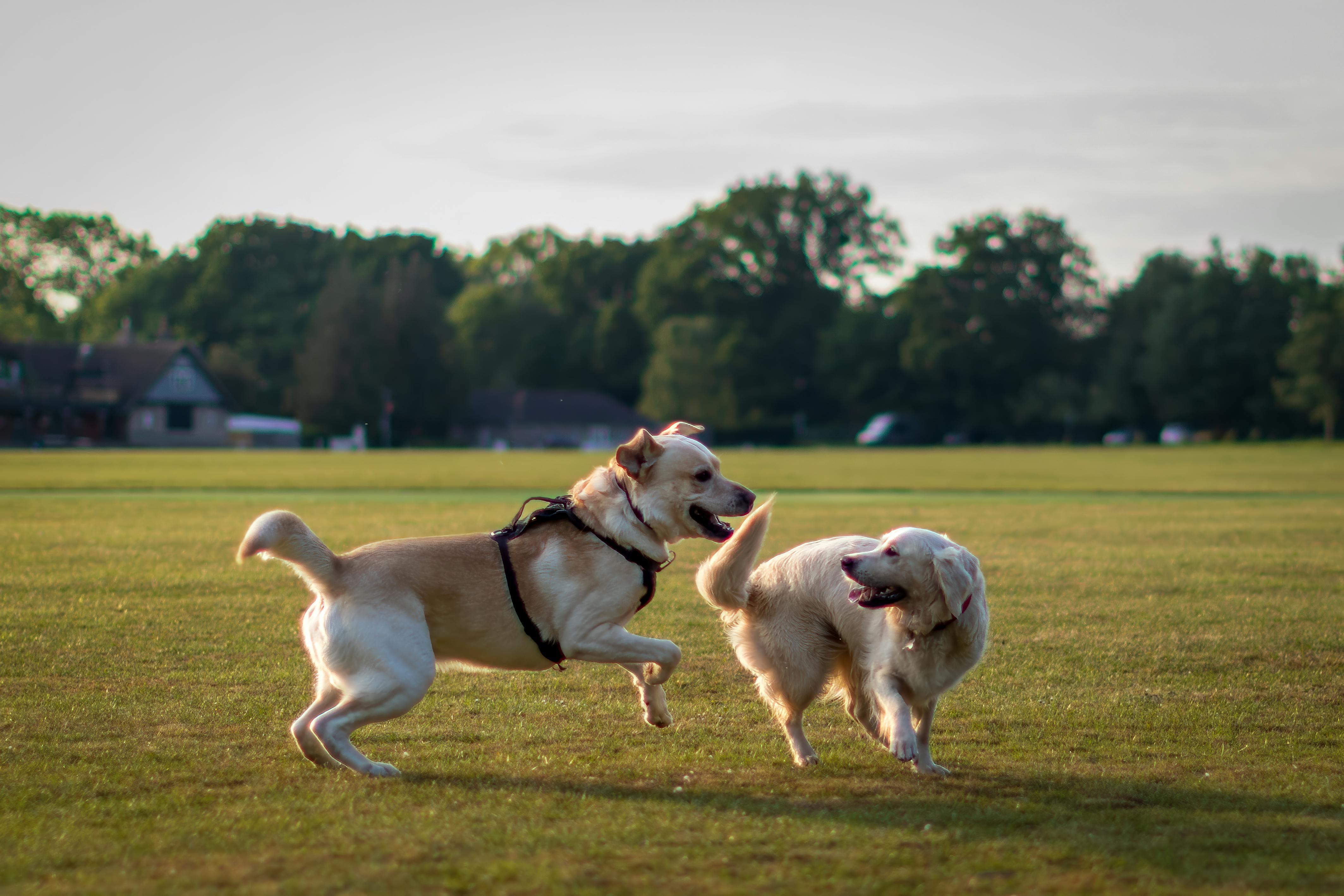 ### Key Elements - **Main Subjects**: Two playful dogs (Labrador Retrievers) - **Objects**: Open grassy