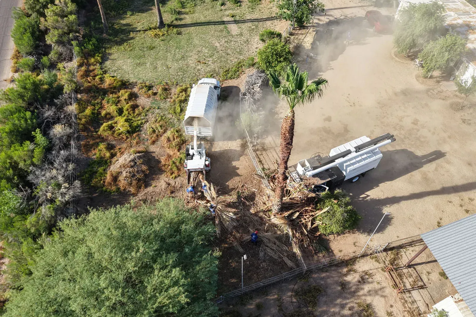 Top-Notch Tree Care Services Available in Phoenix, AZ