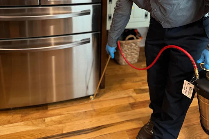 Customized Pest Elimination Solutions