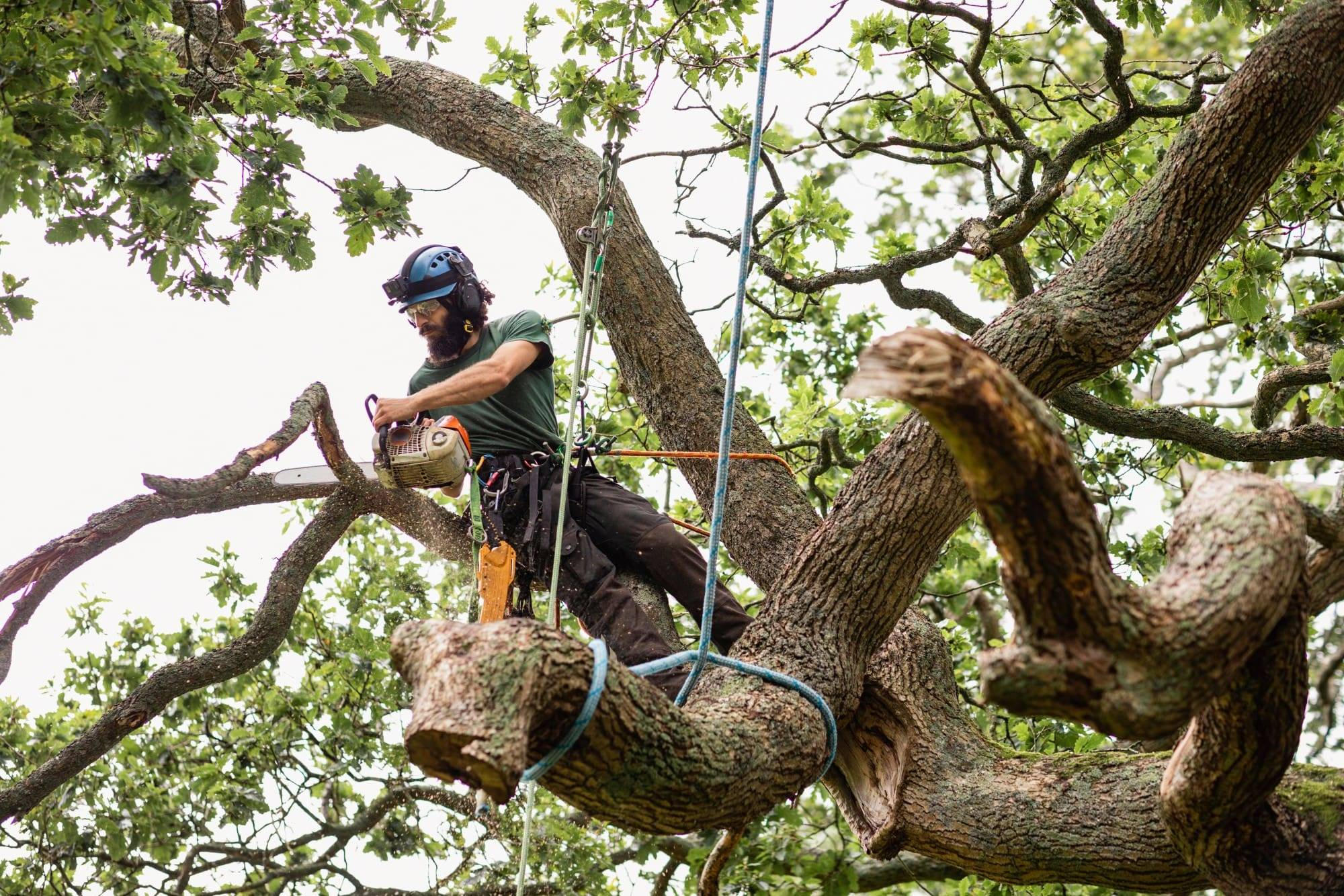 Professional Tree Trimming and Pruning Services