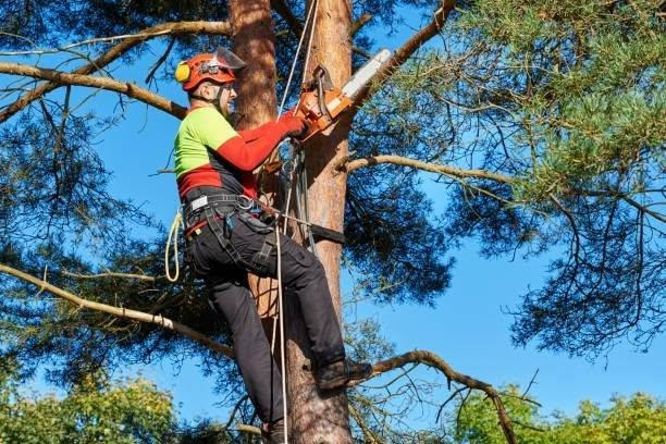 Dedicated Commercial Tree Service in Denver