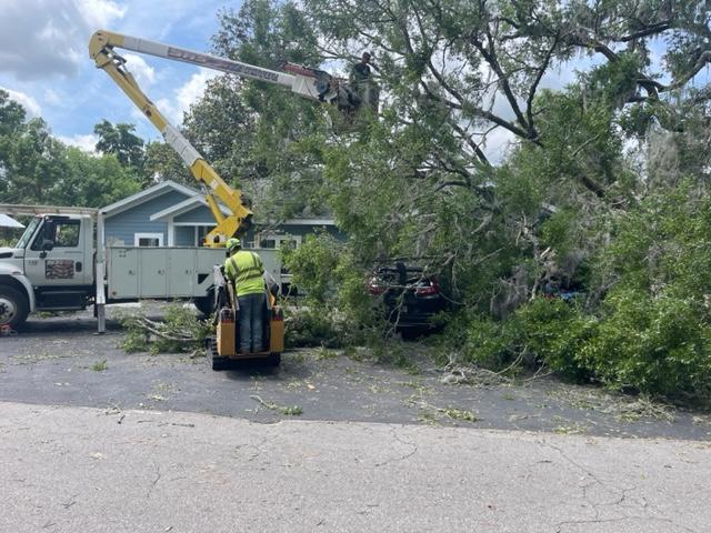 Professional tree care team removing a tree stump with safety gear