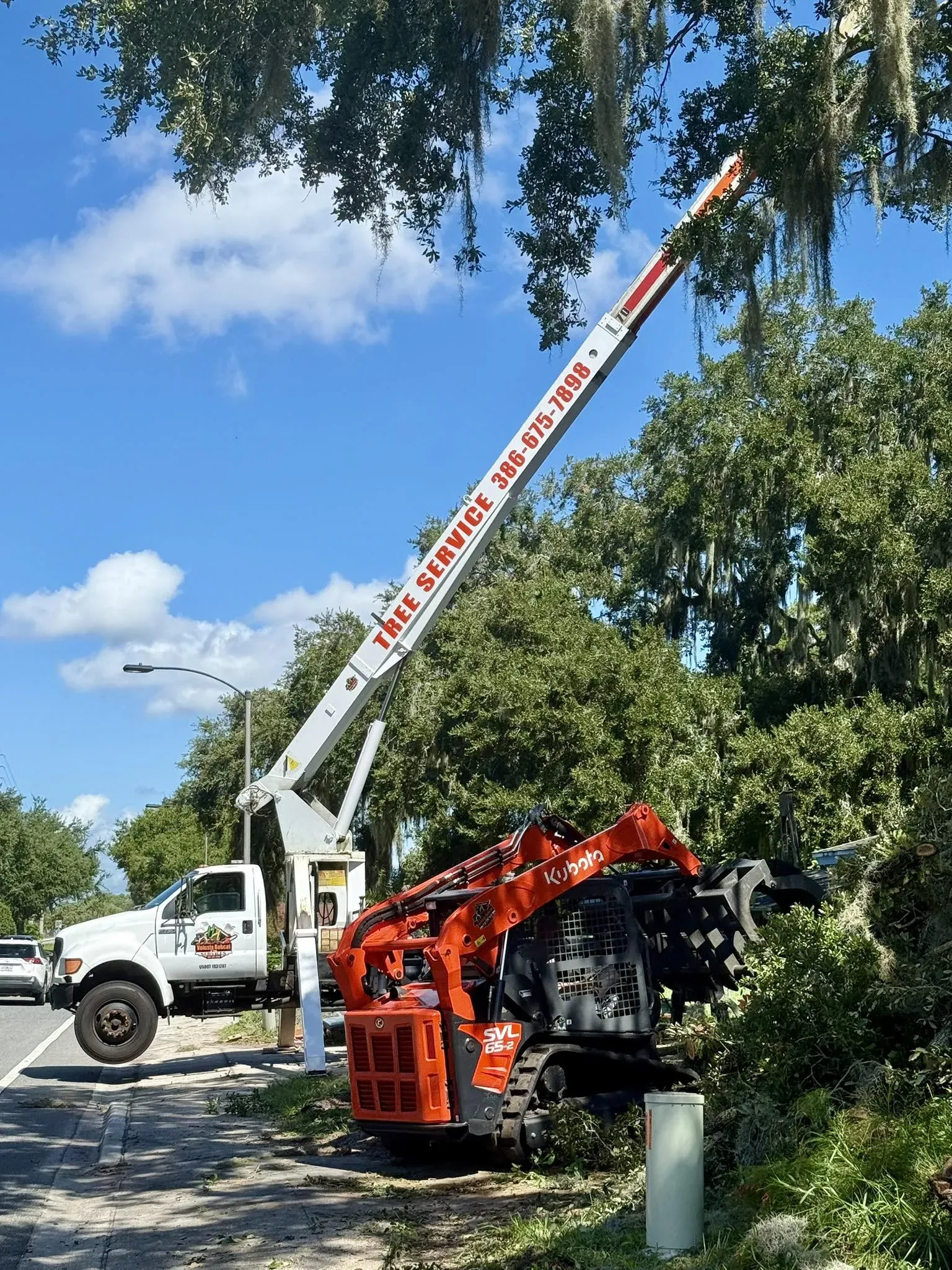 Qualified and Insured Tree Removal