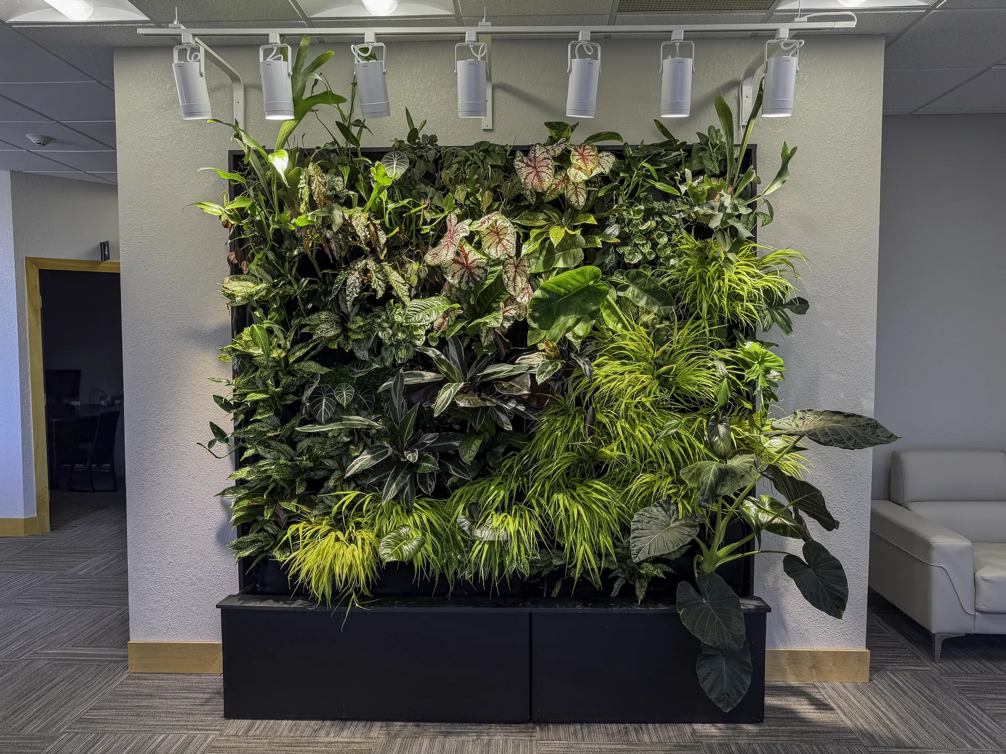 Indoor plant maintenance in a corporate setting showcasing care for healthy indoor greenery