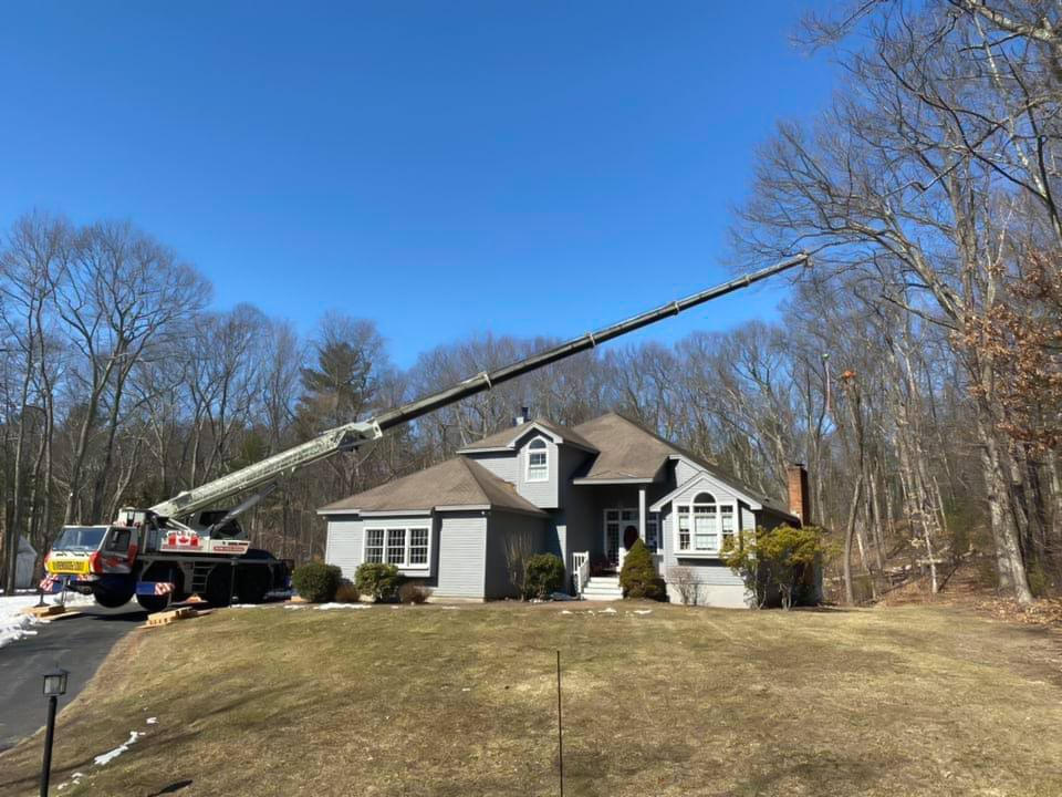 Crane and Bucket Truck Solutions for Big Tree Removal