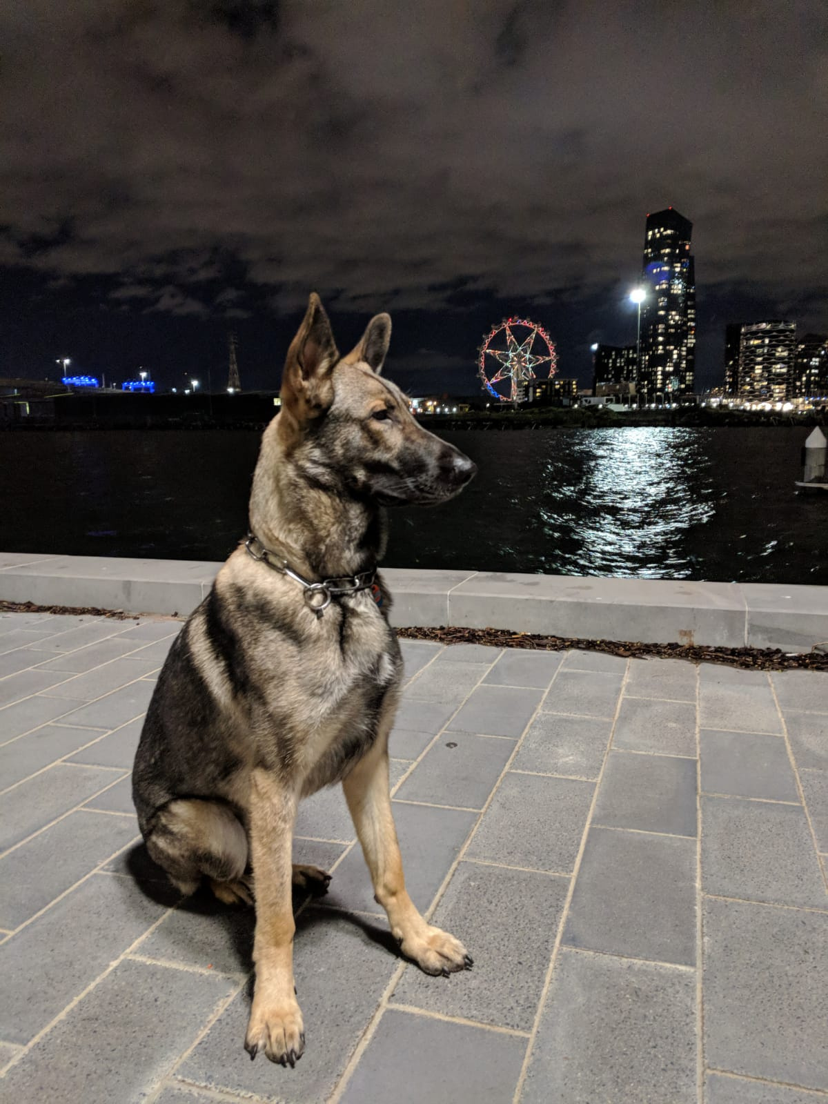 Expert German Shepherd Training: Melbourne's Best Trainer