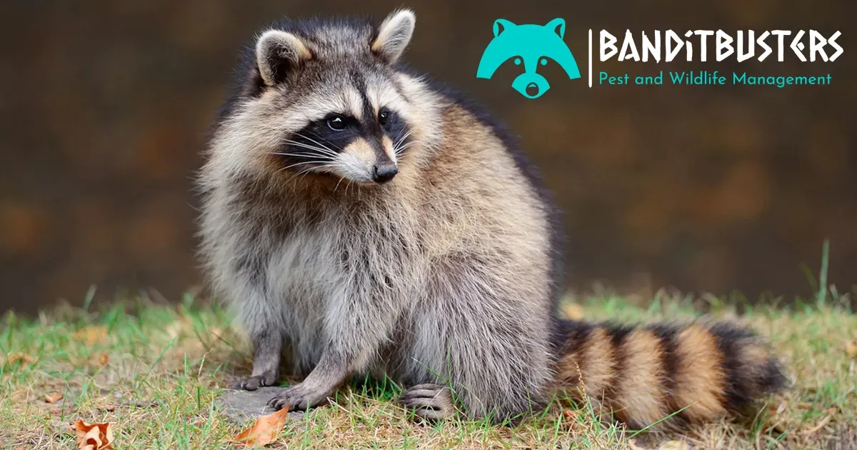 Comprehensive Pest Control and Wildlife Management