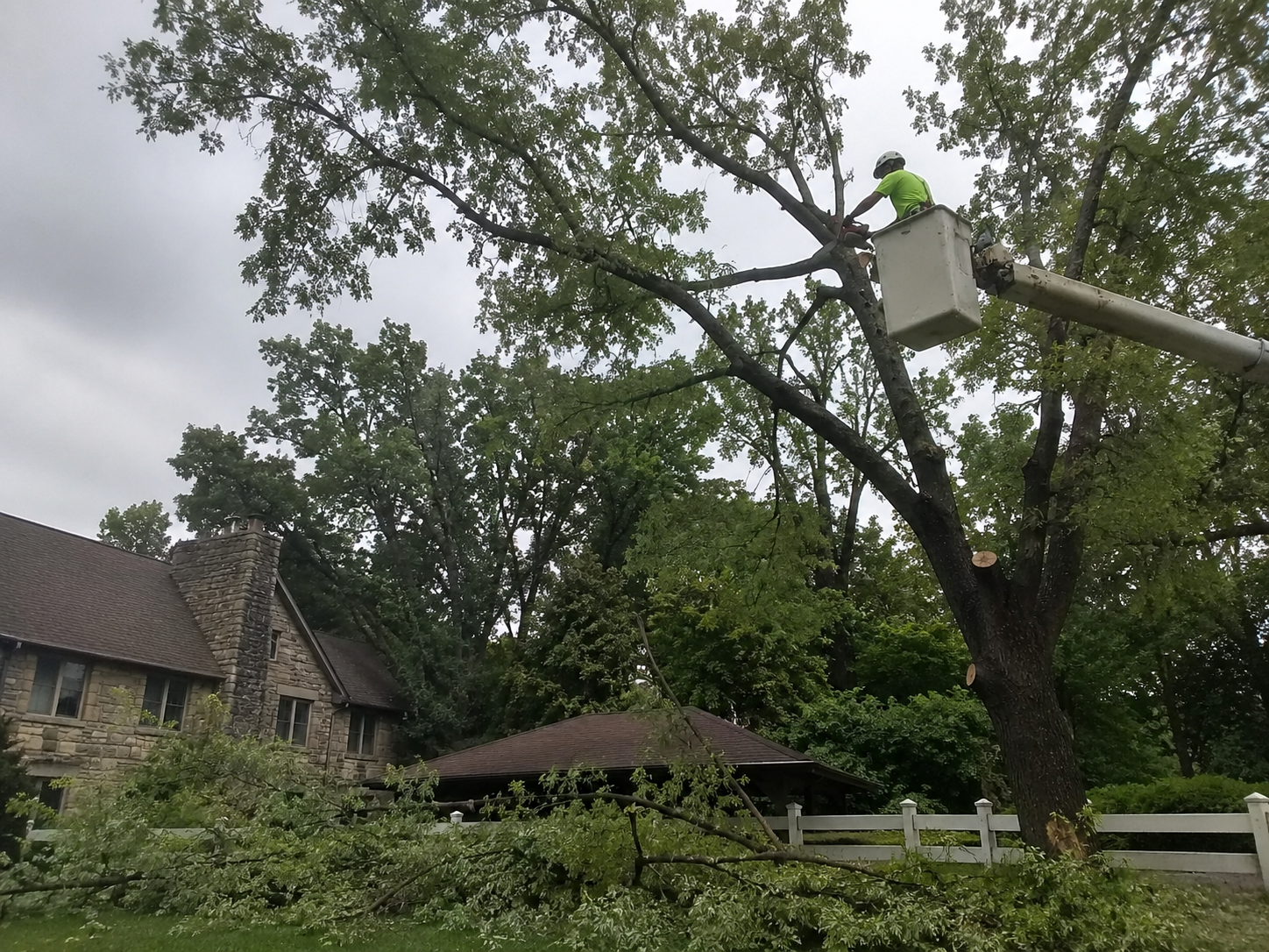 Top-Notch Tree Expertise in Lynchburg, VA