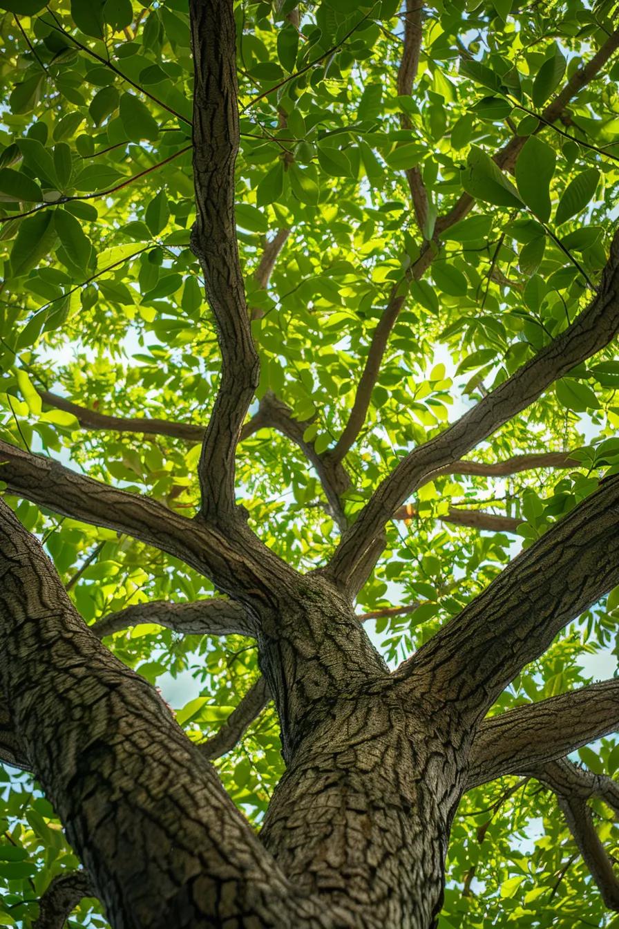Close-up view of a vibrant tree canopy with expertly pruned branches, illustrating the positive impact on tree health
