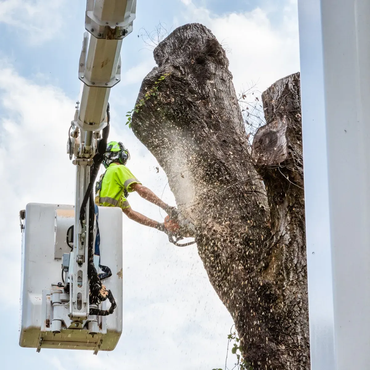 Certified arborist trimming a large tree, demonstrating expert tree care services