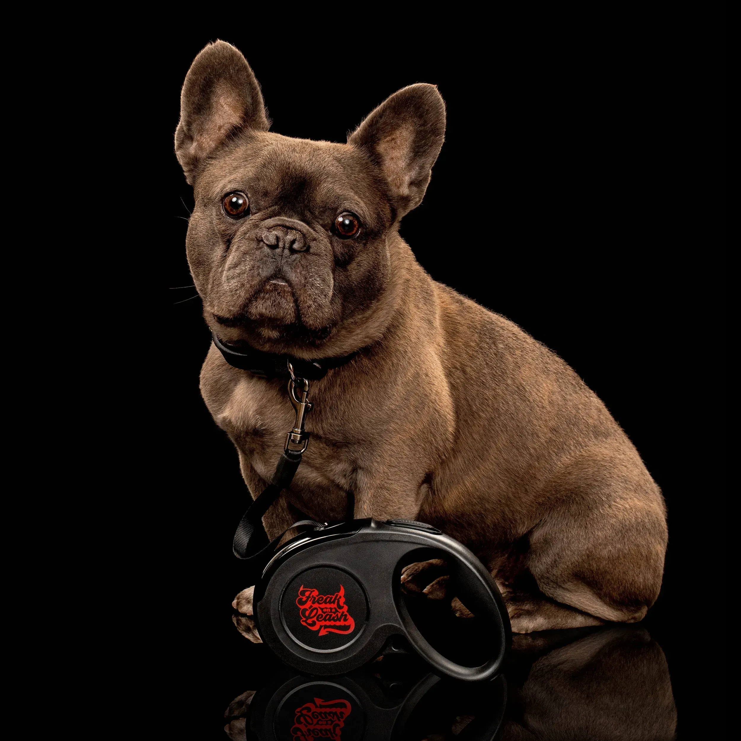 Ultimate Guide to Gothic Pet Gear