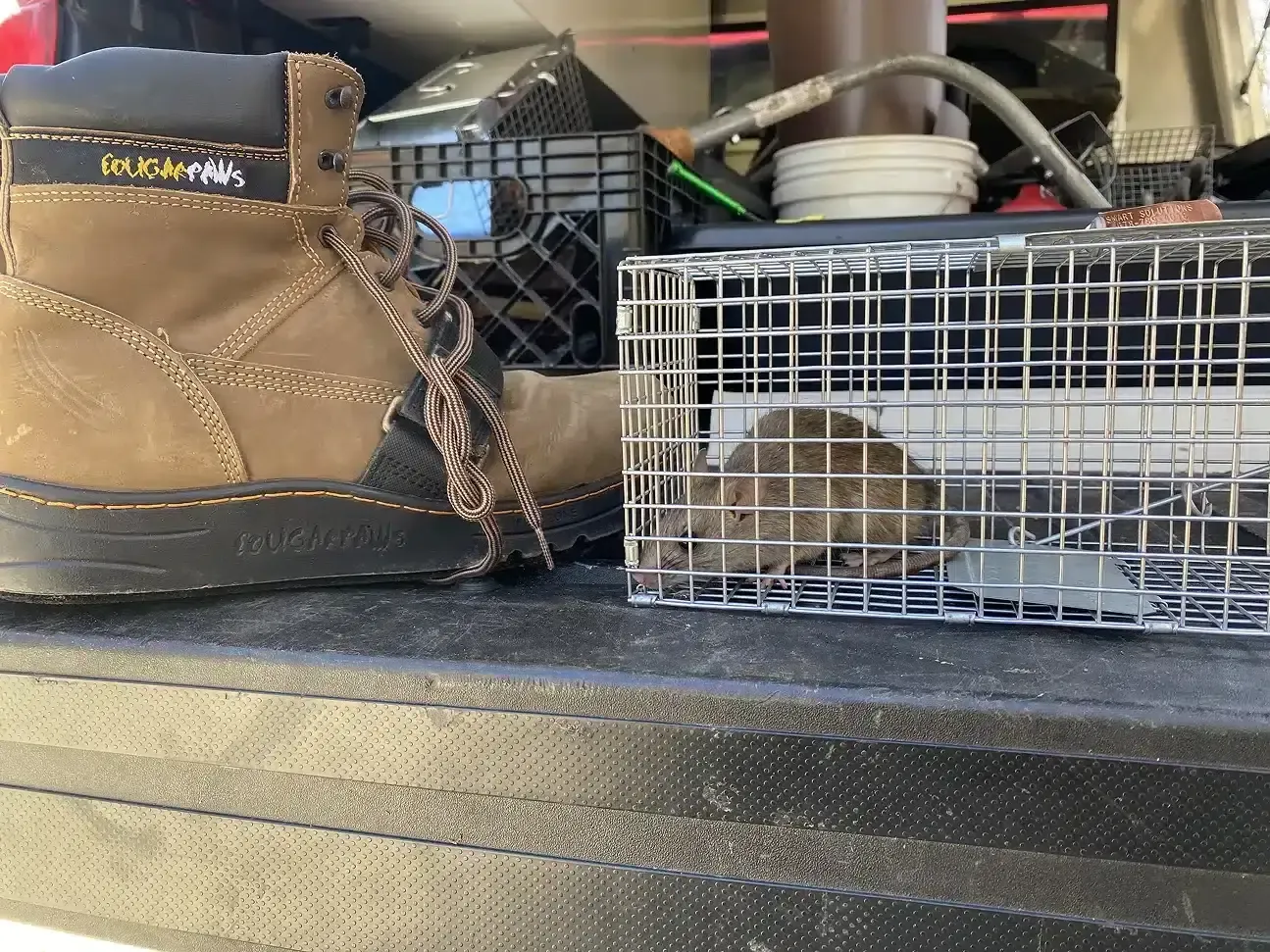 Close-up of rodent signs including droppings and gnaw marks in a commercial property