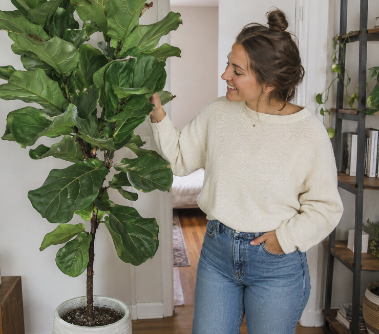 Seamless Indoor Tropical Plant Delivery in Miami