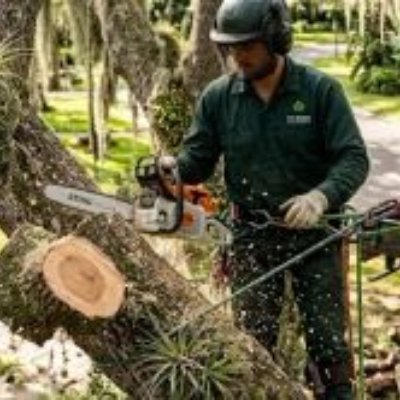Expert Tree Services Throughout St. Petersburg