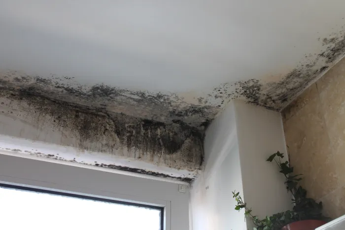 Mold in House Buffalo