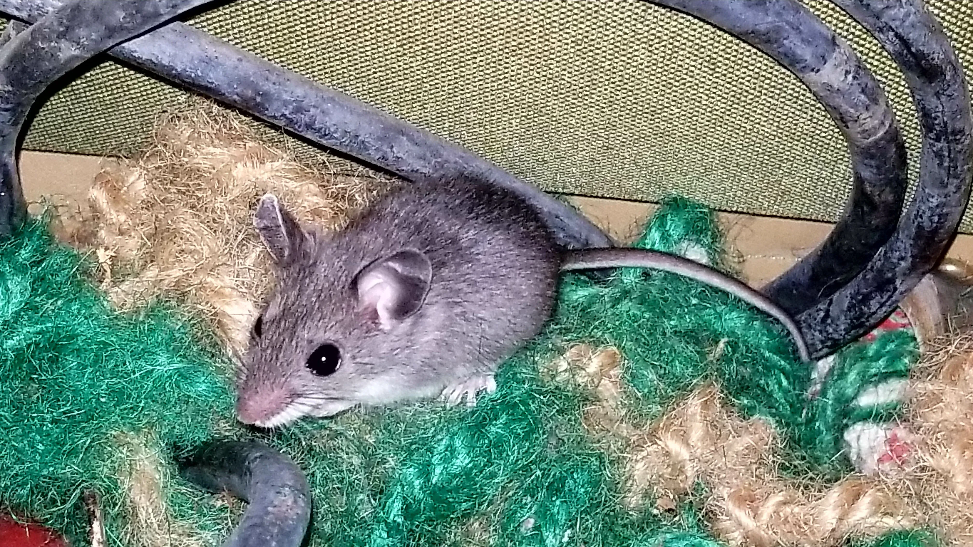 Trusted Mouse Control for Westlake Ohio Homes