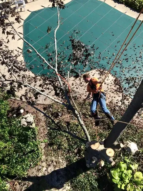 Expert Tree Service Hampstead NH Tree Removal Professionals