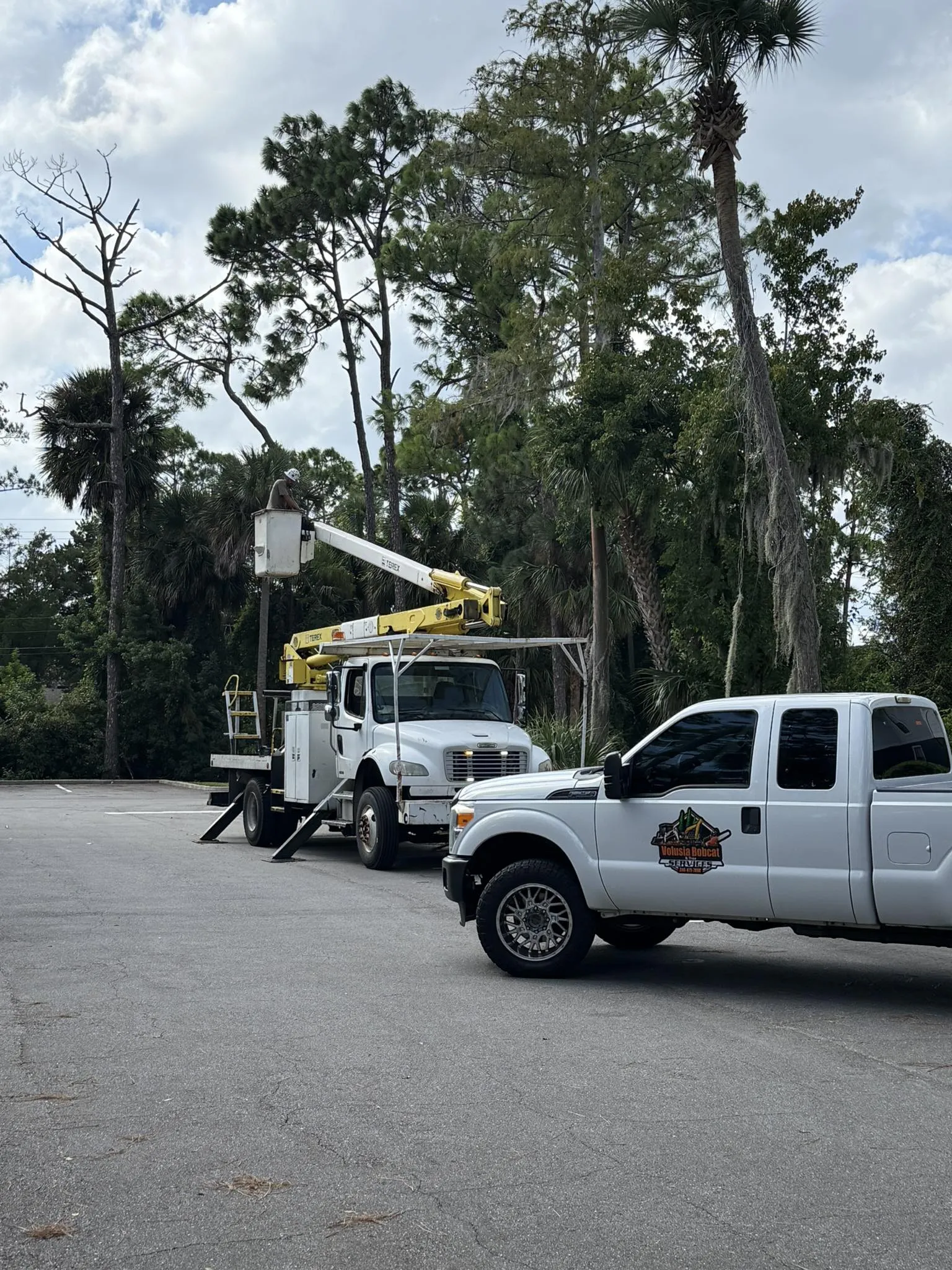 Trusted Tree Solutions in DeLand, FL - Volusia Bobcat
