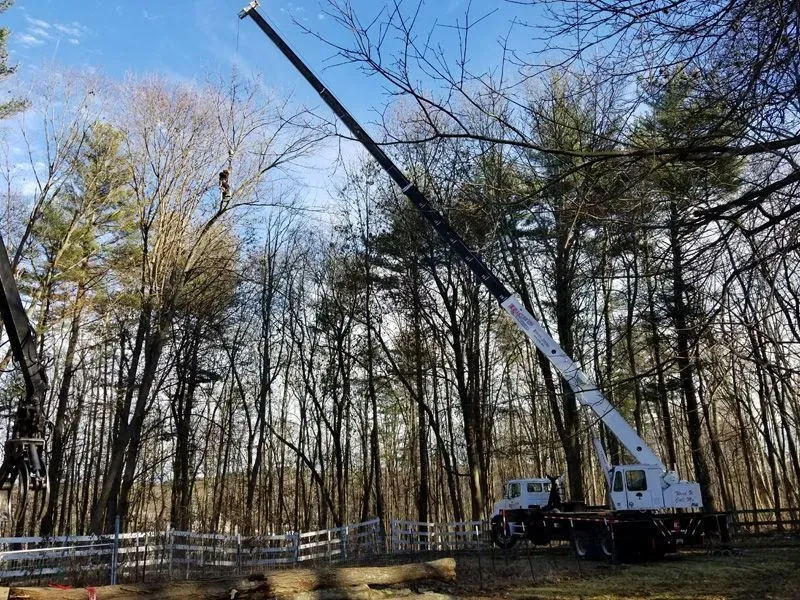 Safe and Efficient Tree Removal Hampstead NH