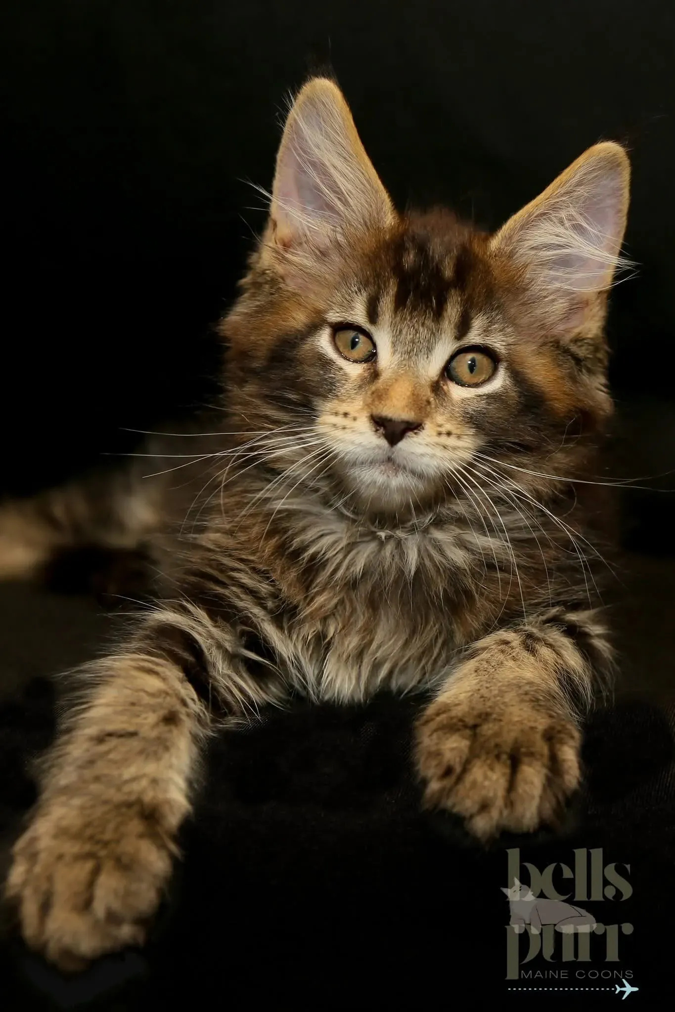 Nationwide Kitten Delivery