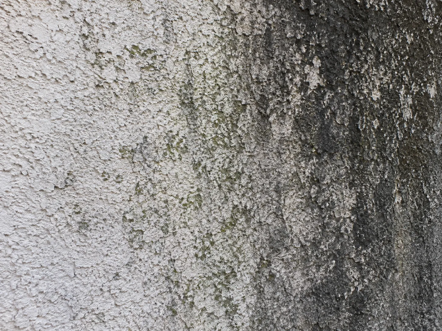 Close-up of mold and mildew growth on Florida stucco wall