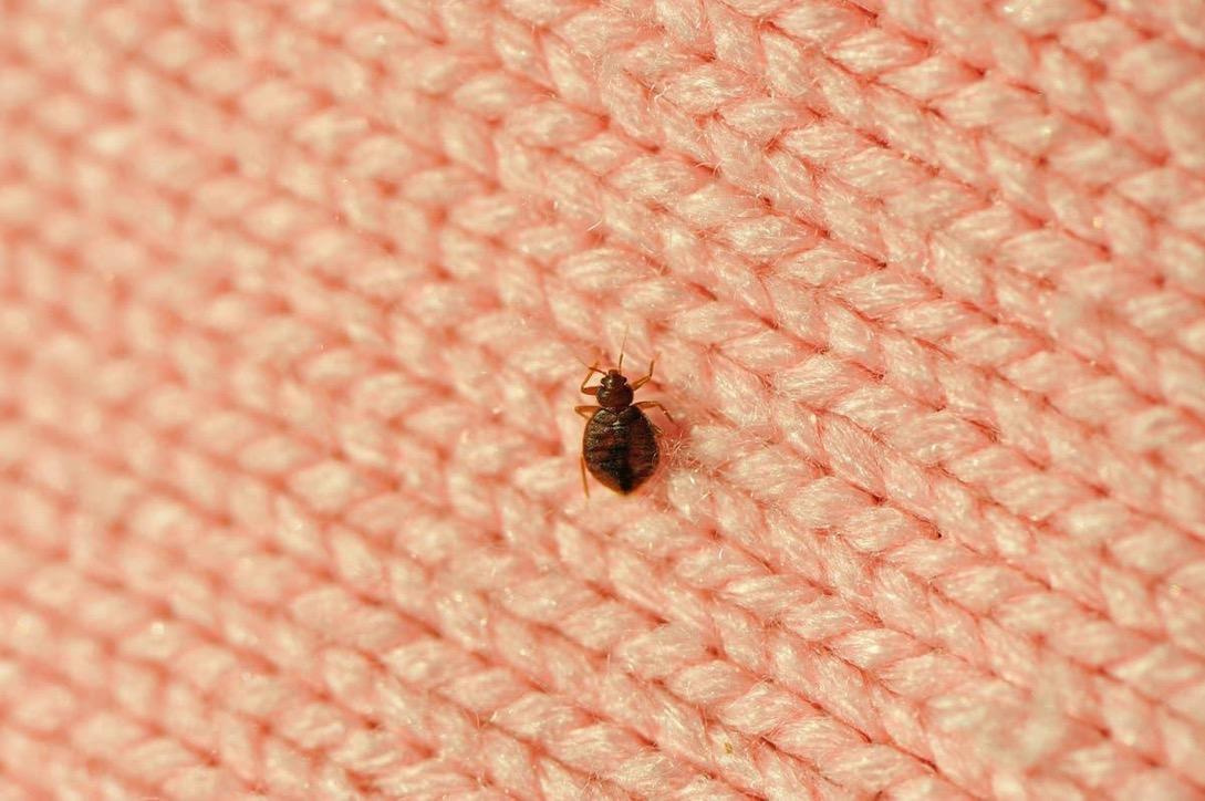 Understanding Bed Bug Signs and Symptoms