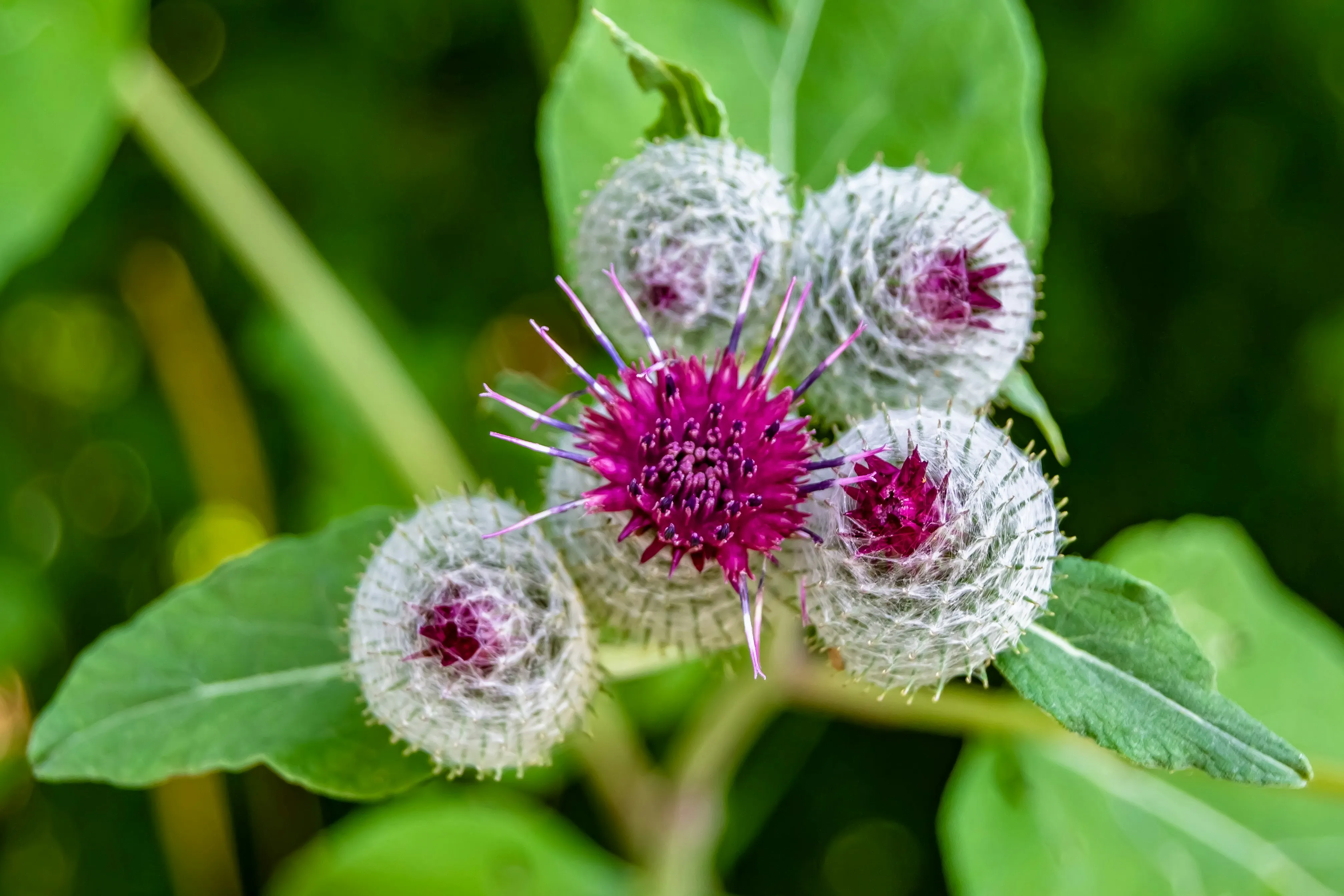 Uncover Superior Burdock Supplement at Natural Hope Herbals