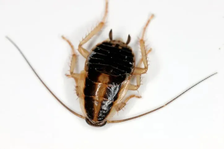 Recognizing Signs of Cockroach Infestations and Preventive Measures
